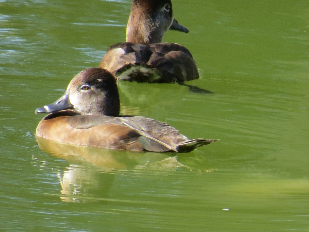 Ring-necked Duck - ML136989971