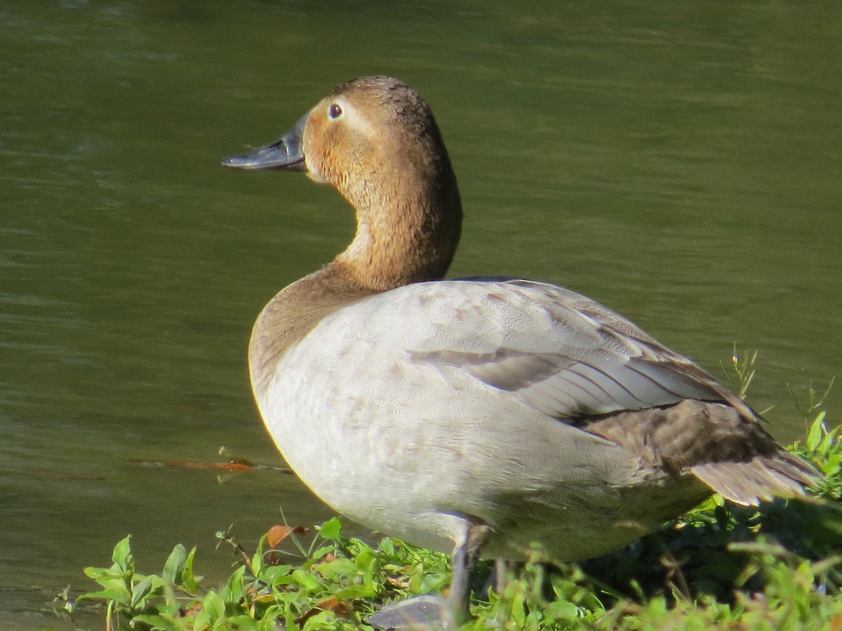 Canvasback - ML136990561