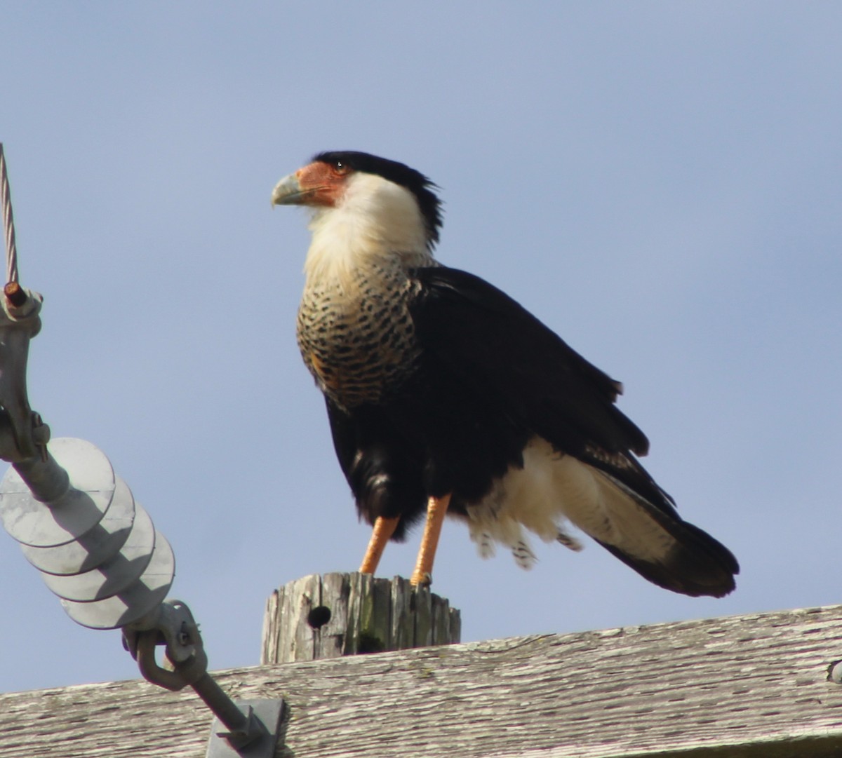 Crested Caracara (Northern) - ML136992201