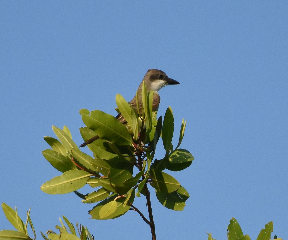 Thick-billed Kingbird - ML136993421