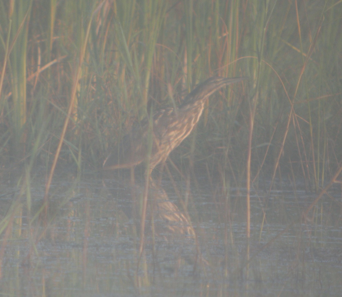 American Bittern - ML136993781