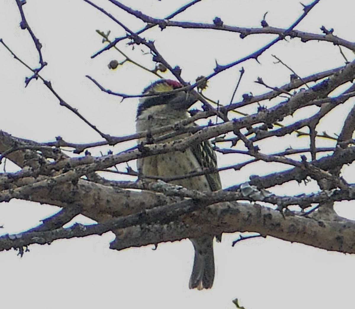 Red-fronted Barbet - ML136997951