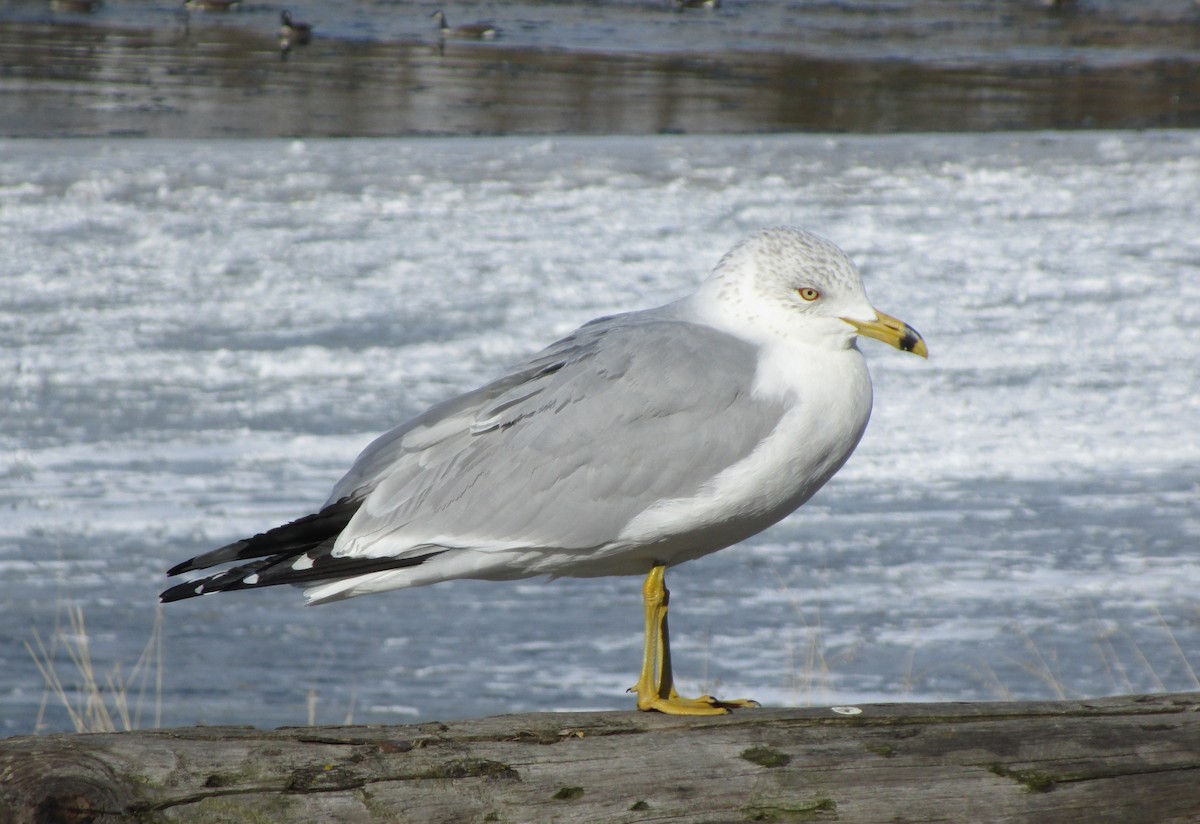 Ring-billed Gull - Jed Hertz