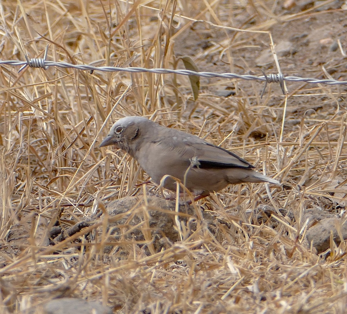 Gray-headed Social-Weaver - ML137001611