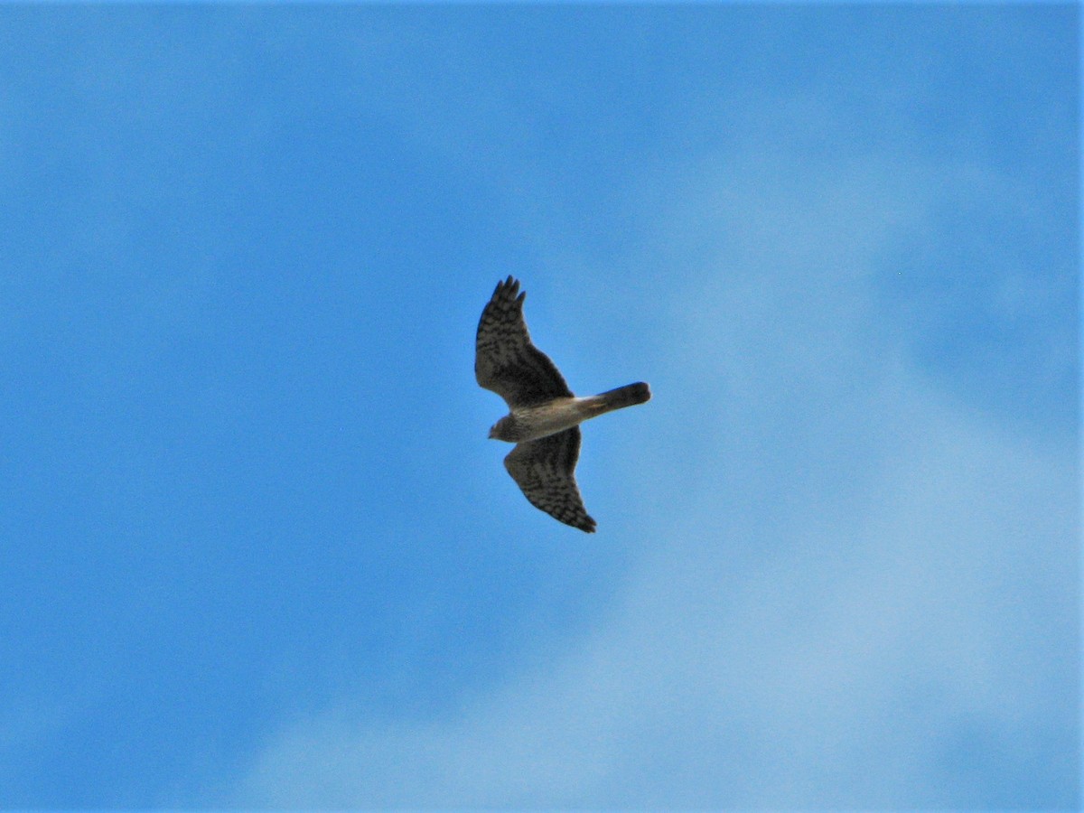 Northern Harrier - ML137004151