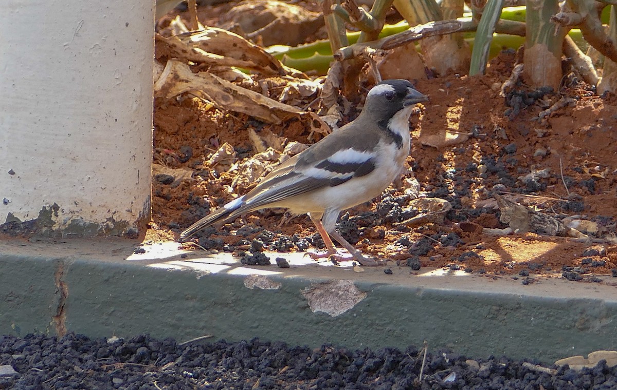 White-browed Sparrow-Weaver - ML137004701