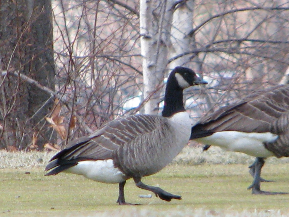 Canada Goose - ML137005551