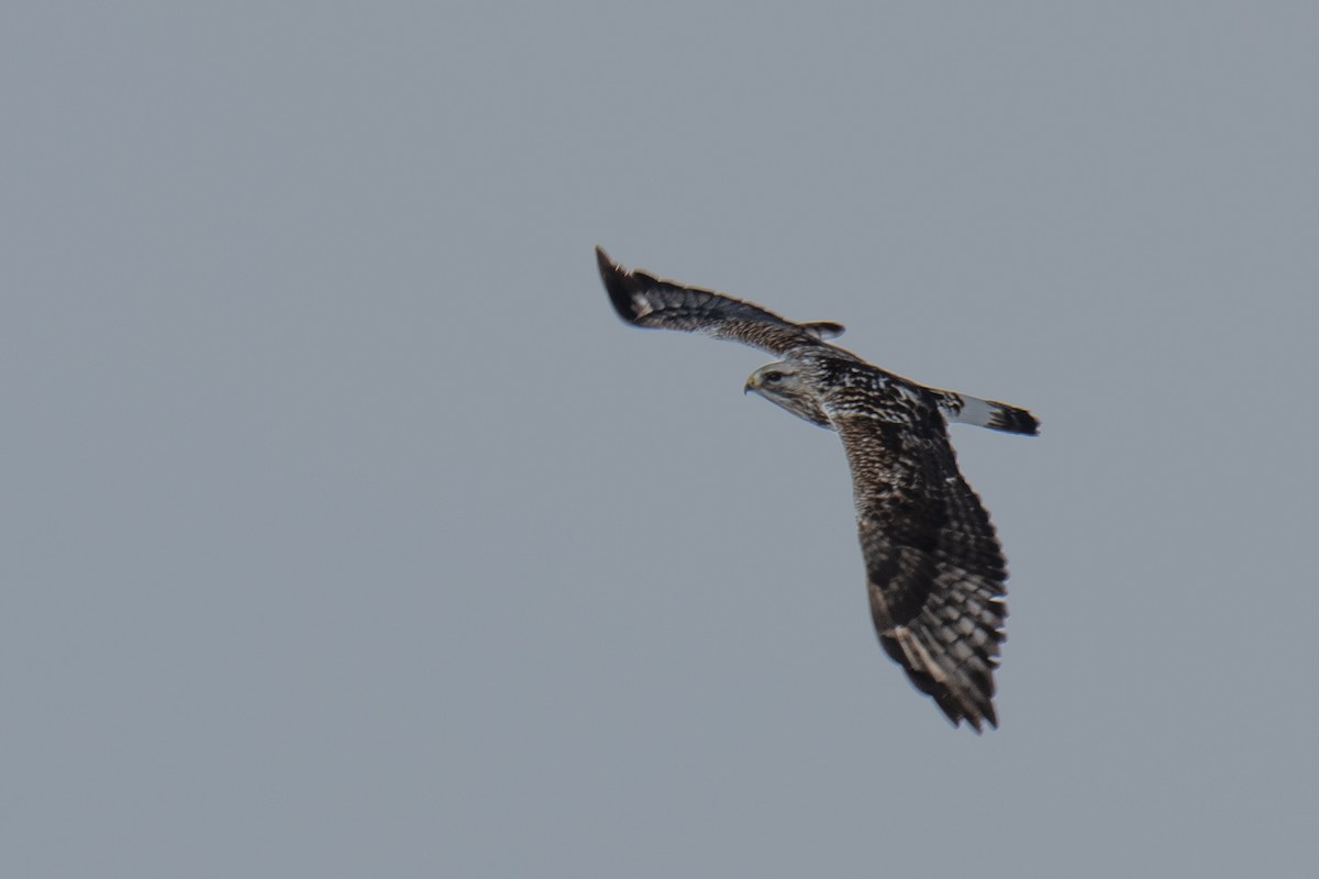 Rough-legged Hawk - Evan Rasmussen