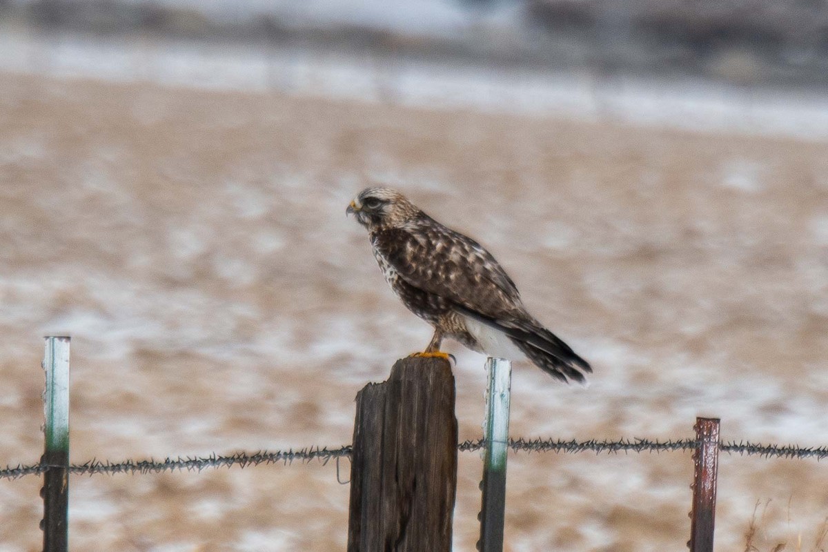 Rough-legged Hawk - Evan Rasmussen