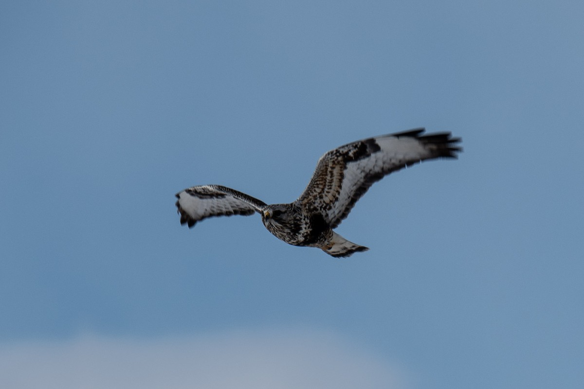 Rough-legged Hawk - ML137006591