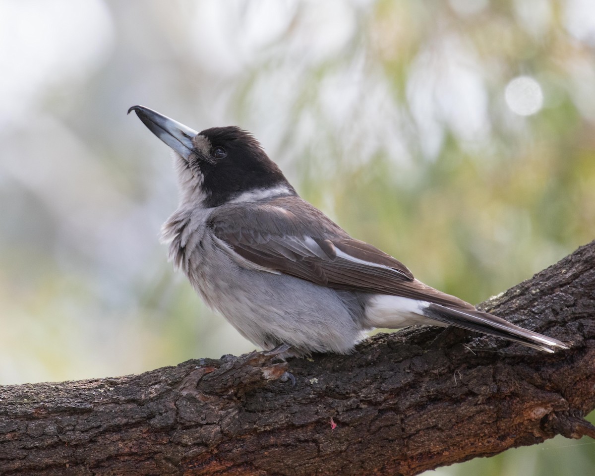 Gray Butcherbird - ML137007301