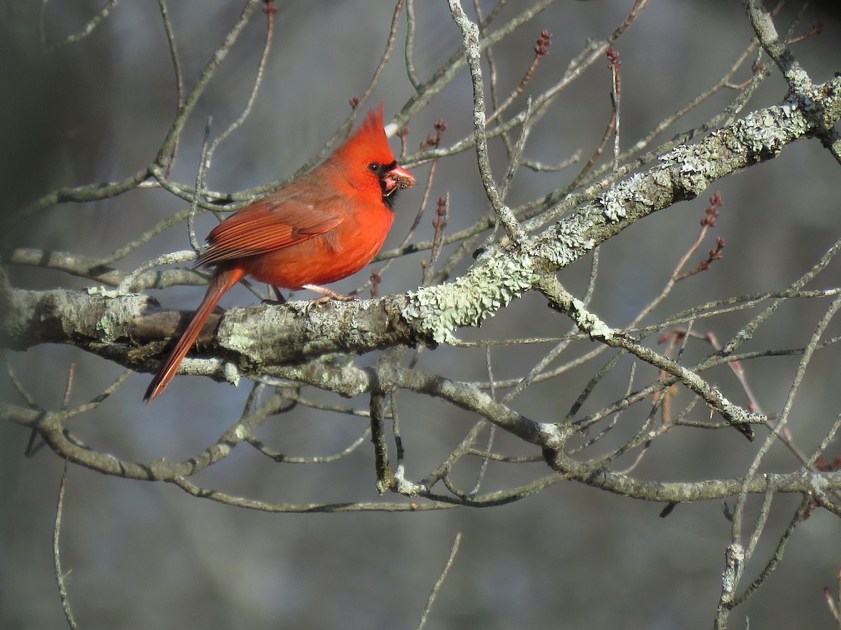 Cardinal rouge - ML137008421