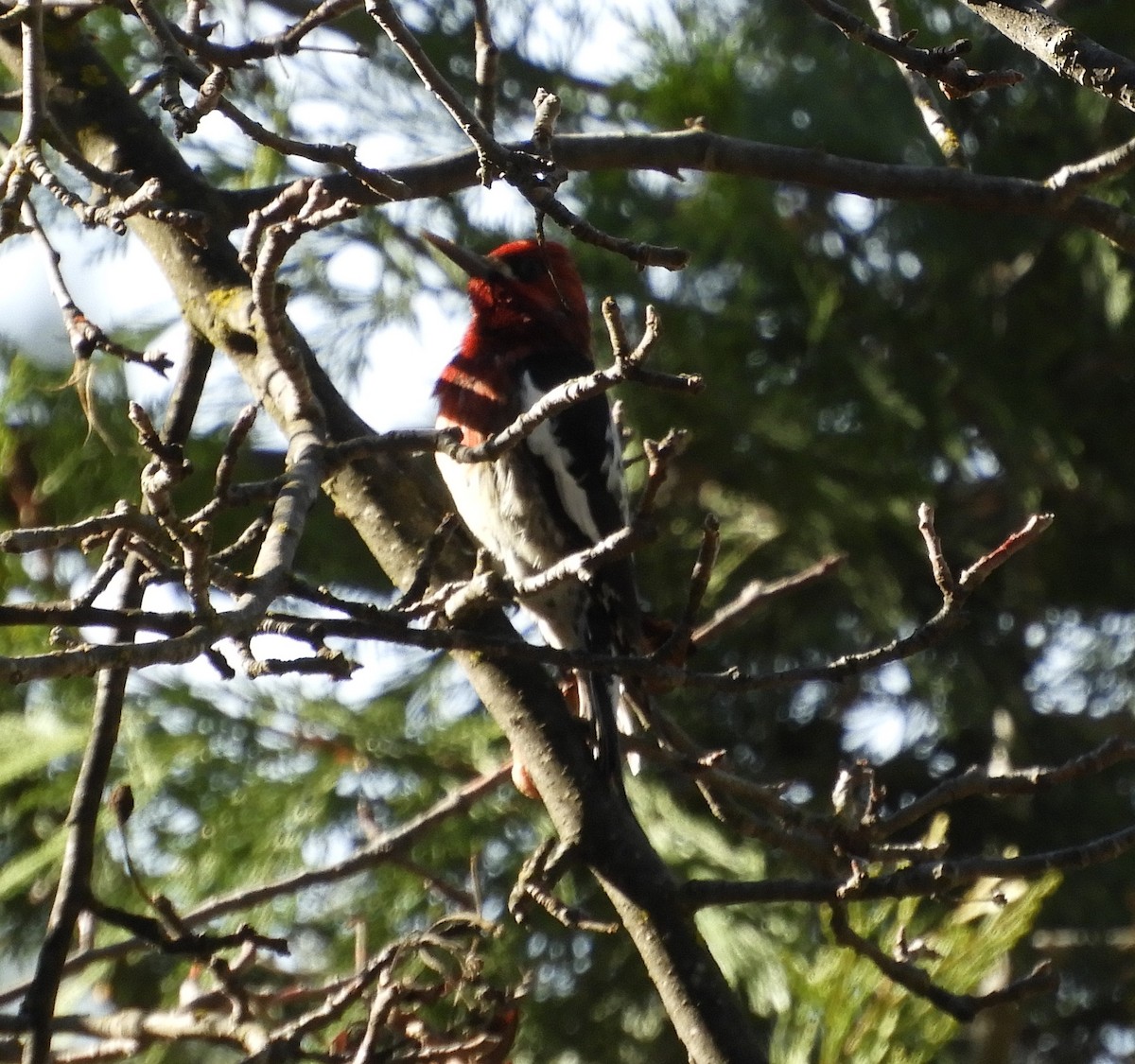 Red-breasted Sapsucker - ML137008941