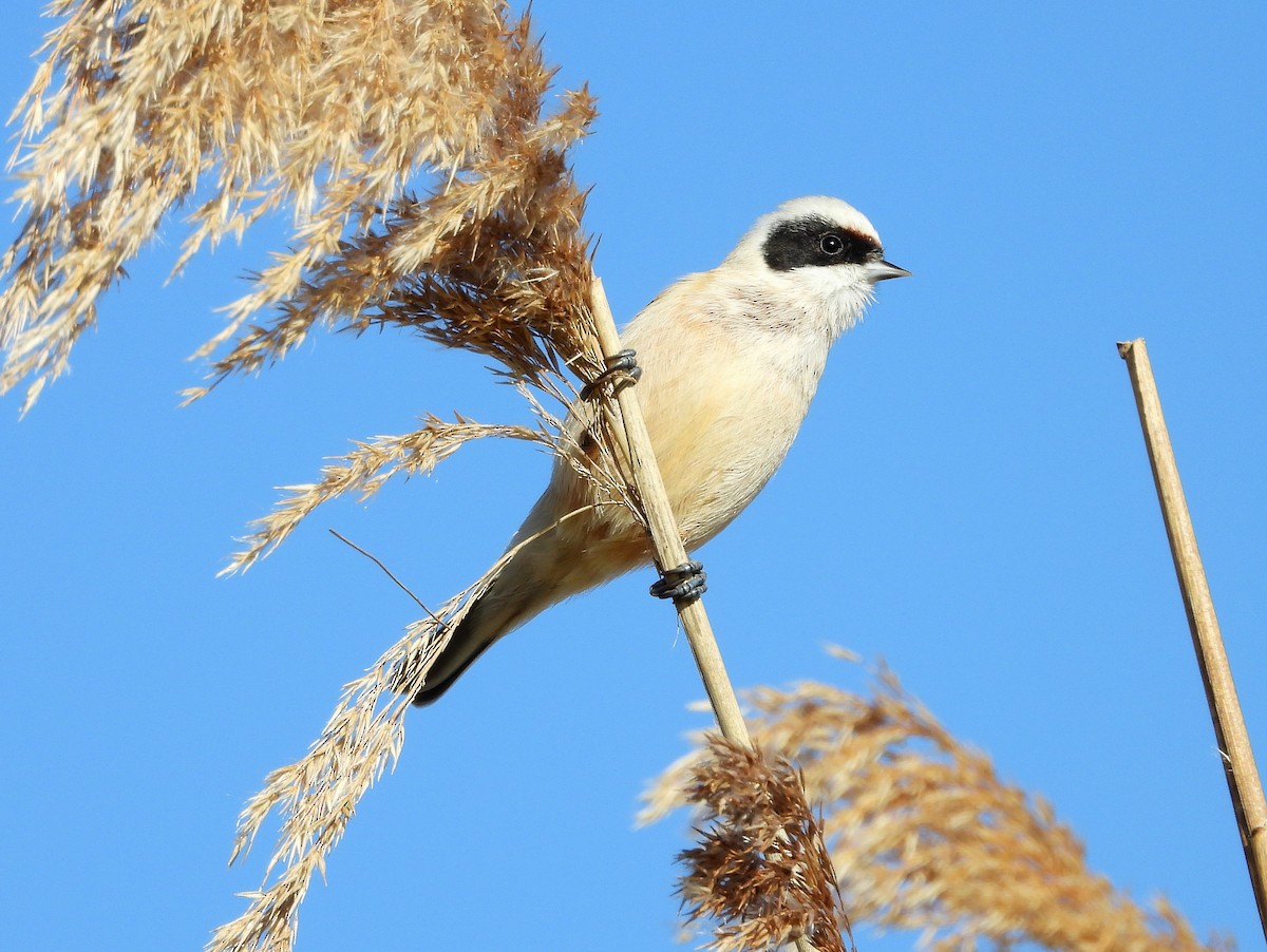 Eurasian Penduline-Tit - Teresa Cohen