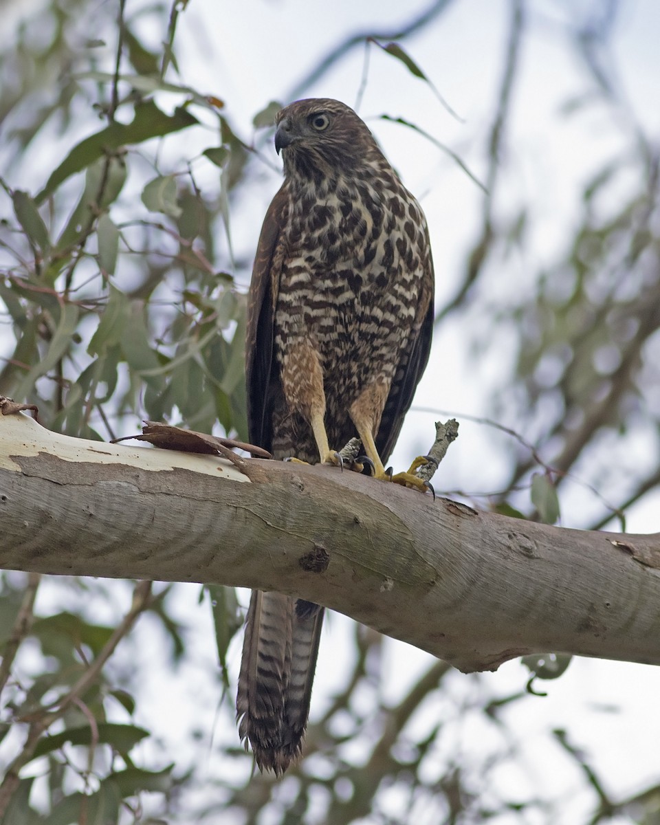 Brown Goshawk - ML137010301