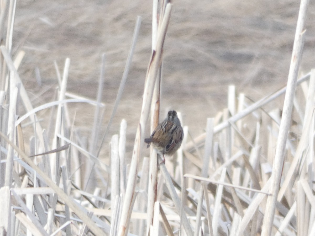 Swamp Sparrow - ML137011491