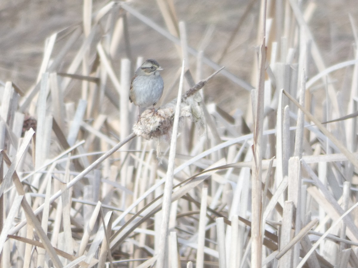 Swamp Sparrow - ML137011501