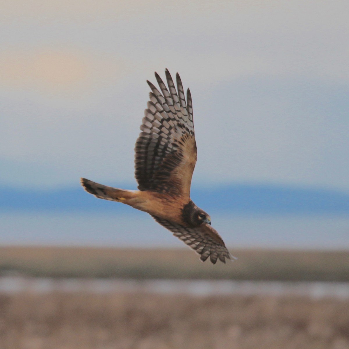 Northern Harrier - Armand Munteanu