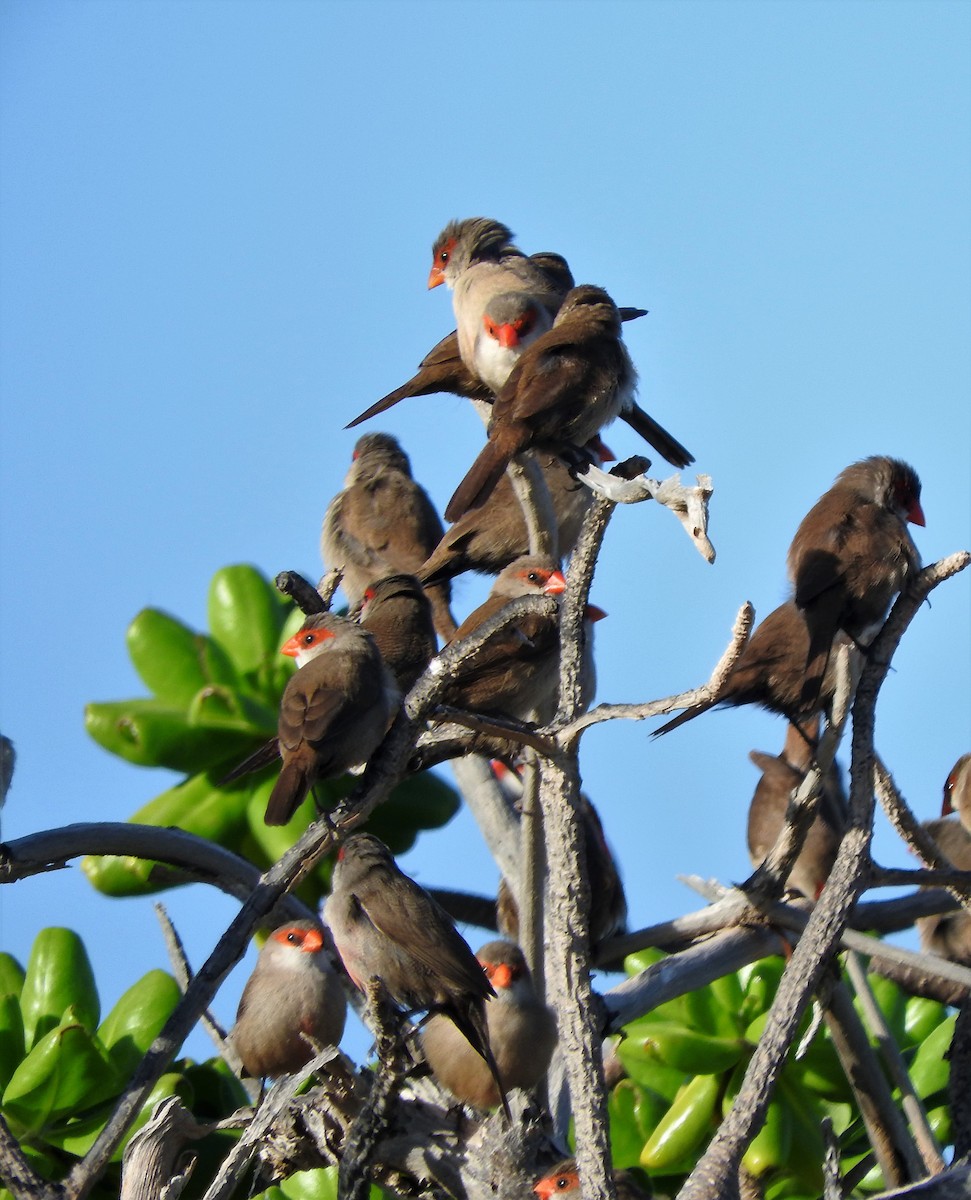 Common Waxbill - ML137012371