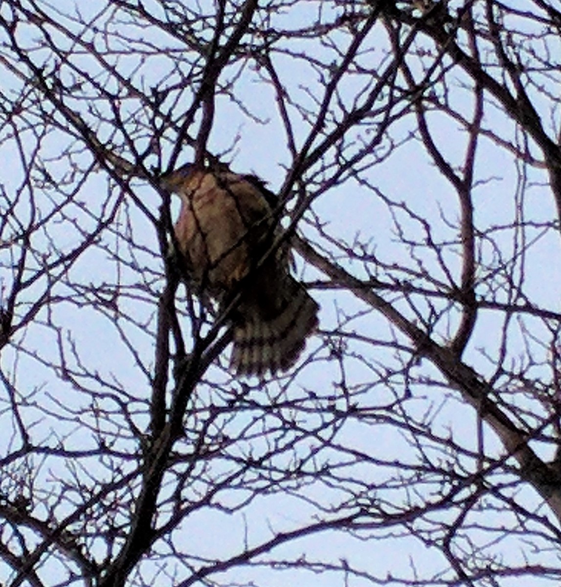 Red-shouldered Hawk - ML137012541