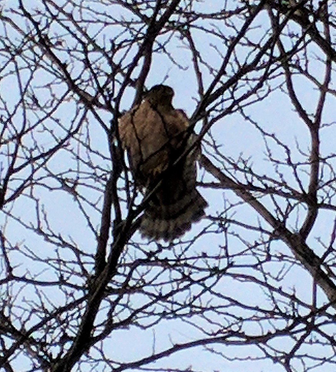 Red-shouldered Hawk - ML137012631