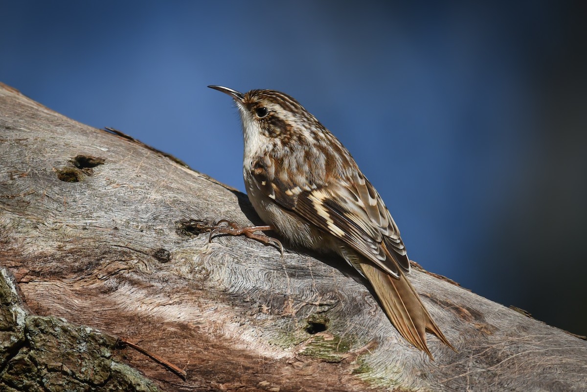 Brown Creeper - ML137013451