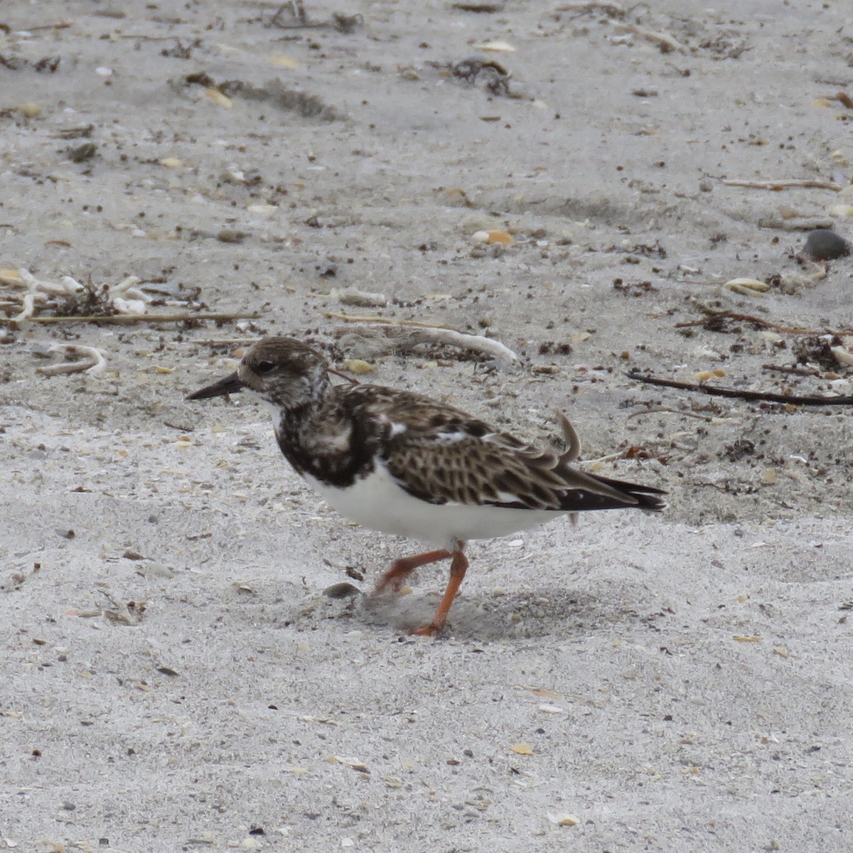 Ruddy Turnstone - ML137015051