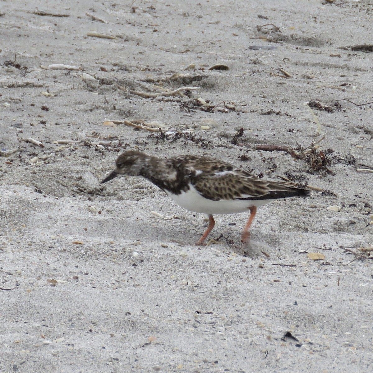 Ruddy Turnstone - ML137015061