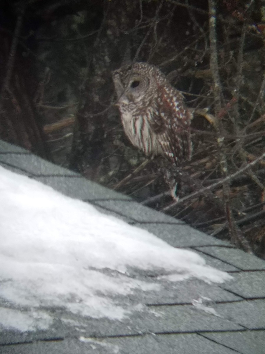 Barred Owl - ML137015081