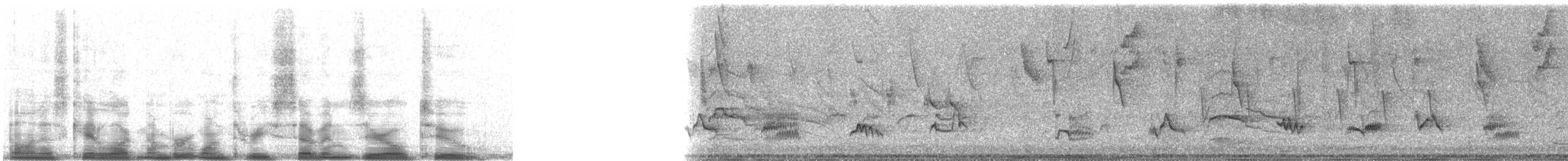 Creamy-bellied Thrush - ML13702