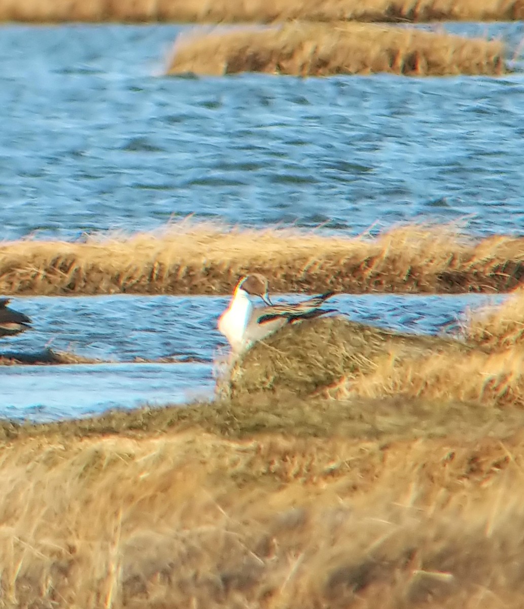 Northern Pintail - ML137022121