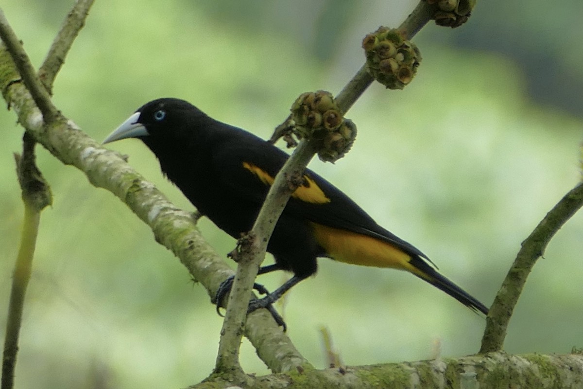 Yellow-rumped Cacique - ML137022781