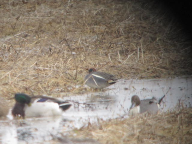 Green-winged Teal (Eurasian) - Louie Dombroski