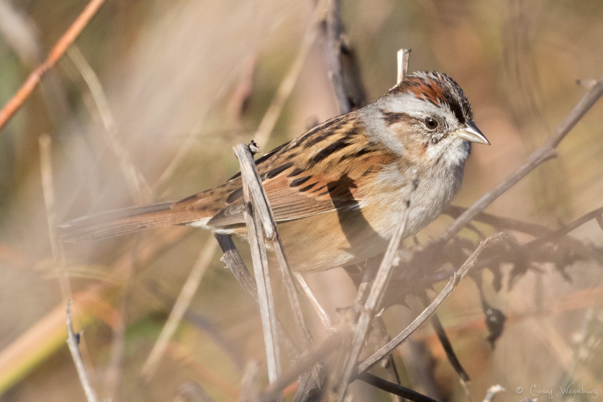 Swamp Sparrow - ML137024121