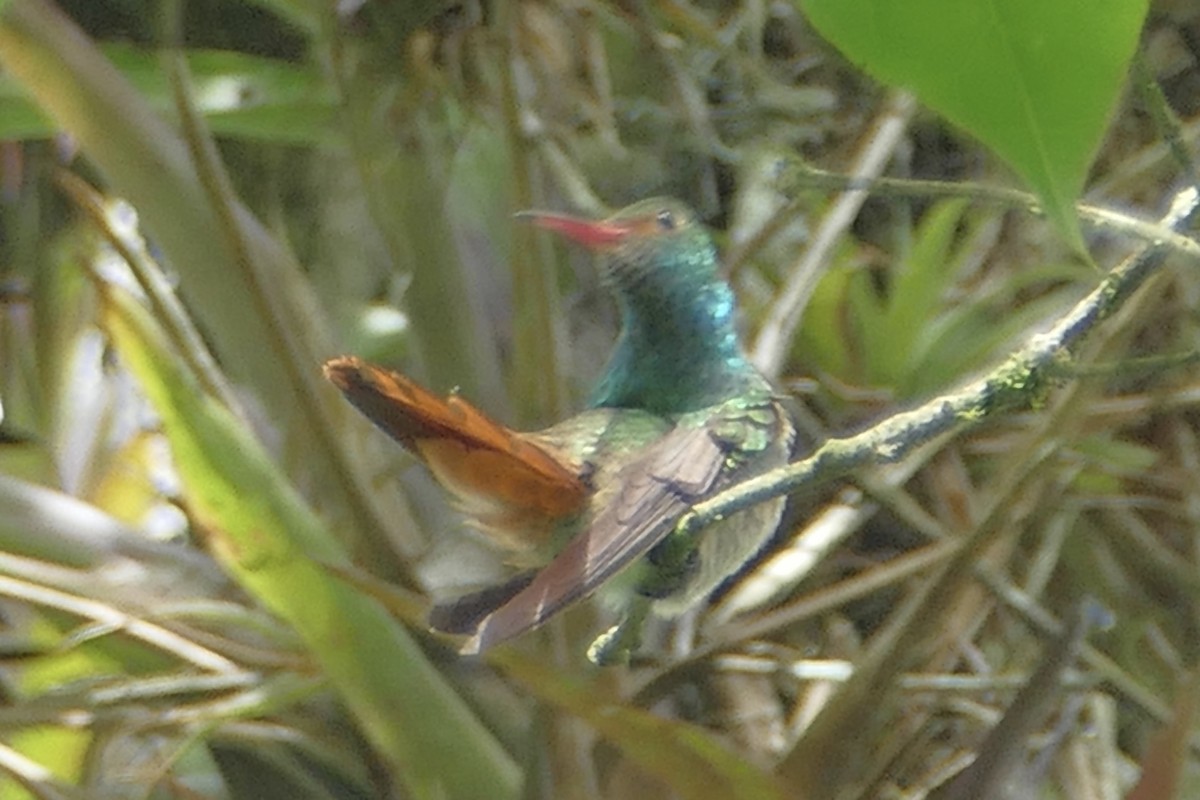 Rufous-tailed Hummingbird (Rufous-tailed) - ML137024191