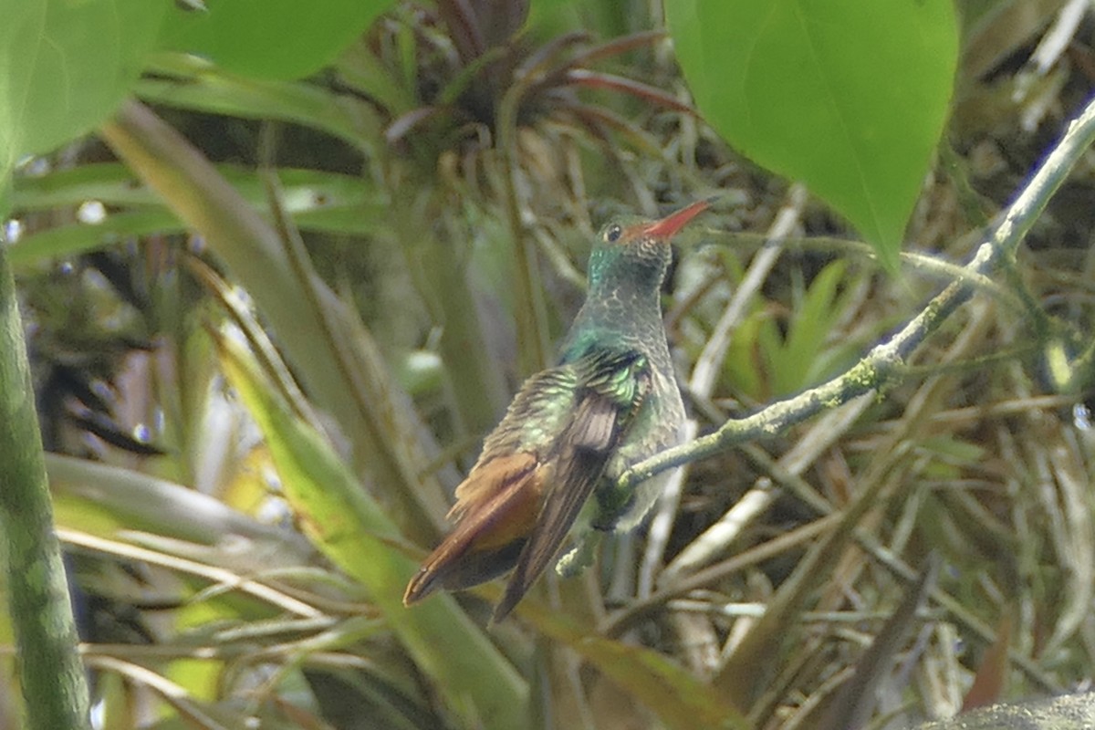 Rufous-tailed Hummingbird (Rufous-tailed) - Peter Kaestner