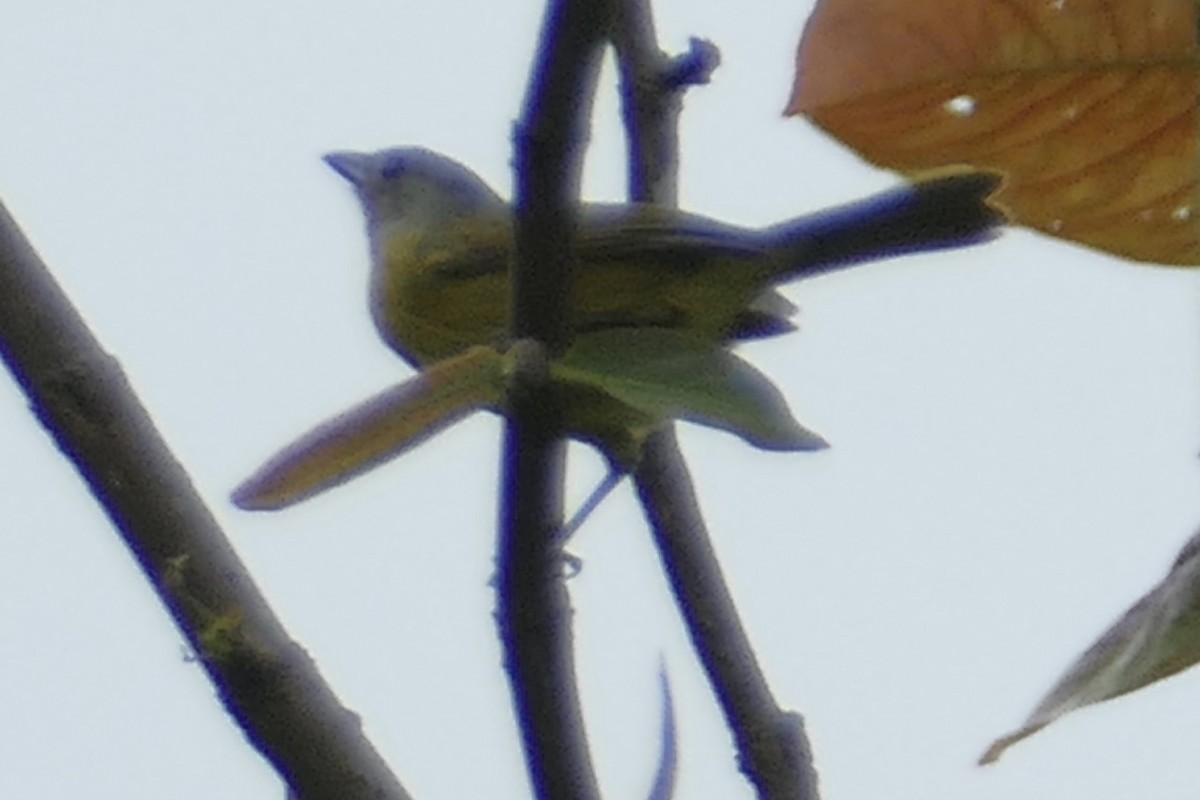 White-shouldered Tanager - ML137025001