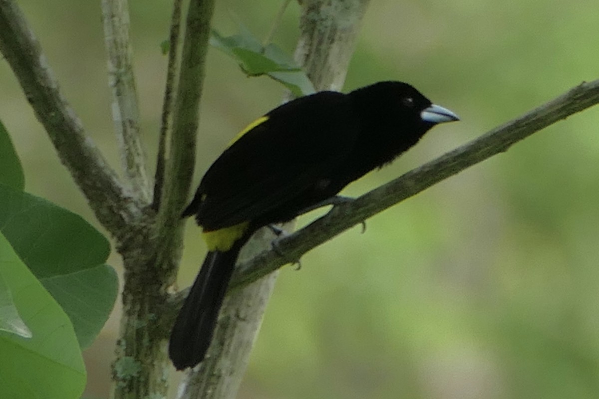 Flame-rumped Tanager (Lemon-rumped) - ML137025471