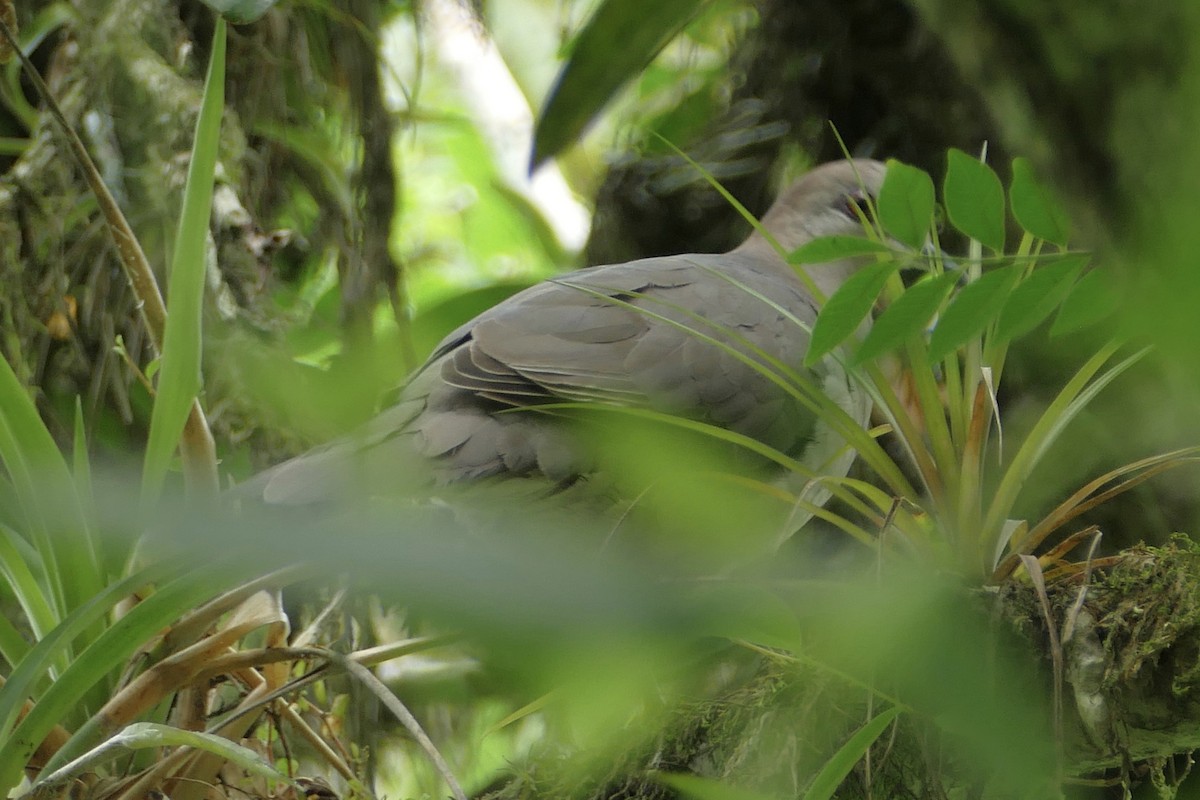 White-tipped Dove (decolor) - ML137026261