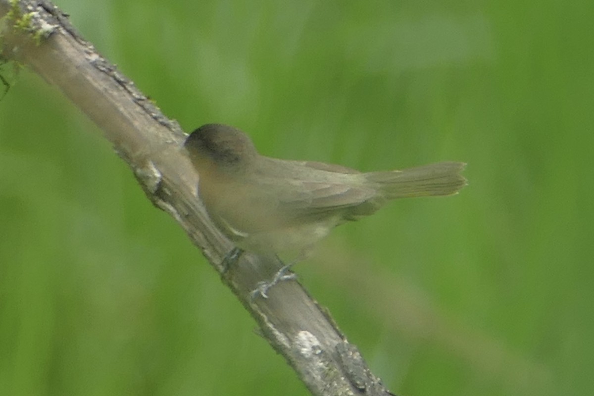 Yellow-bellied Seedeater - ML137026821