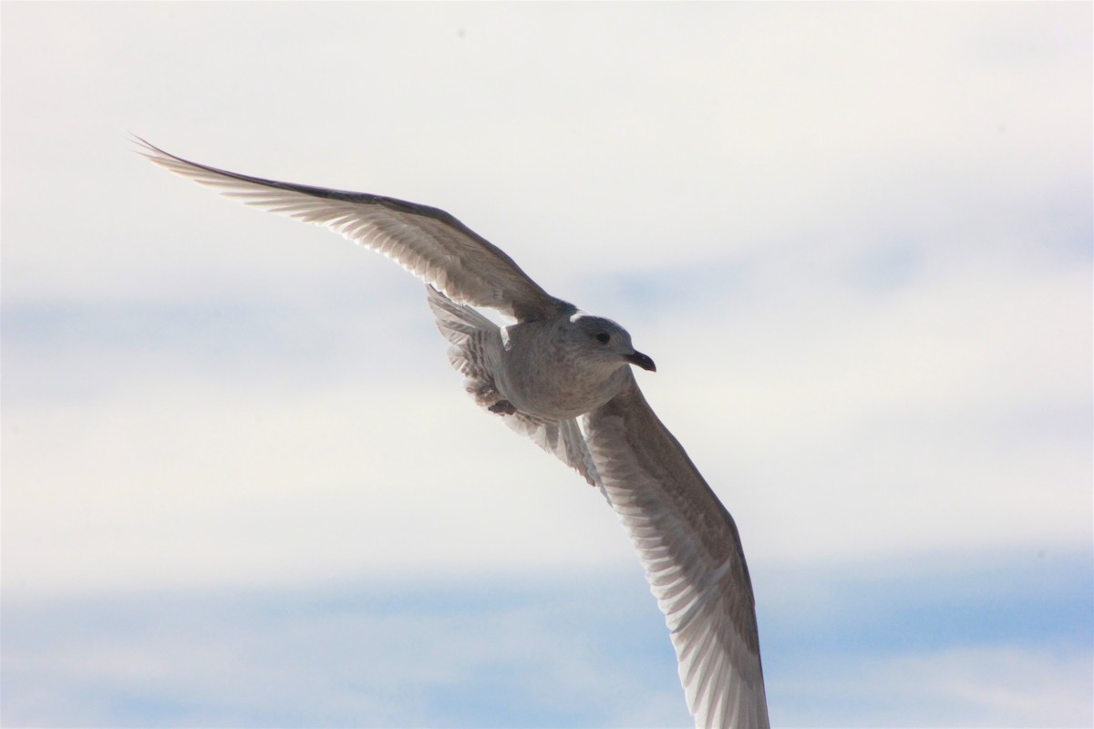 Iceland Gull (Thayer's) - ML137027161