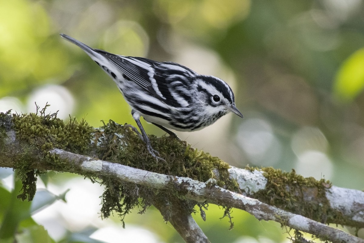 Black-and-white Warbler - ML137027191