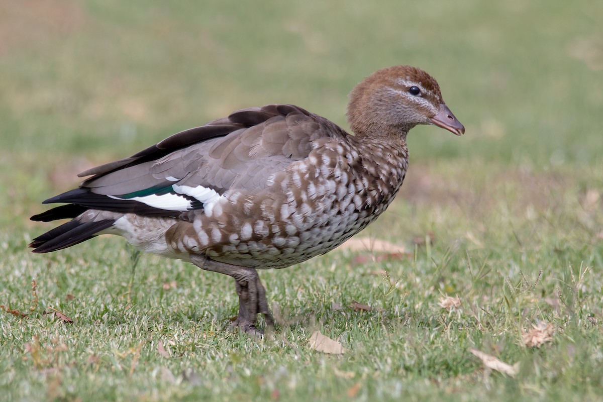 Maned Duck - ML137027331