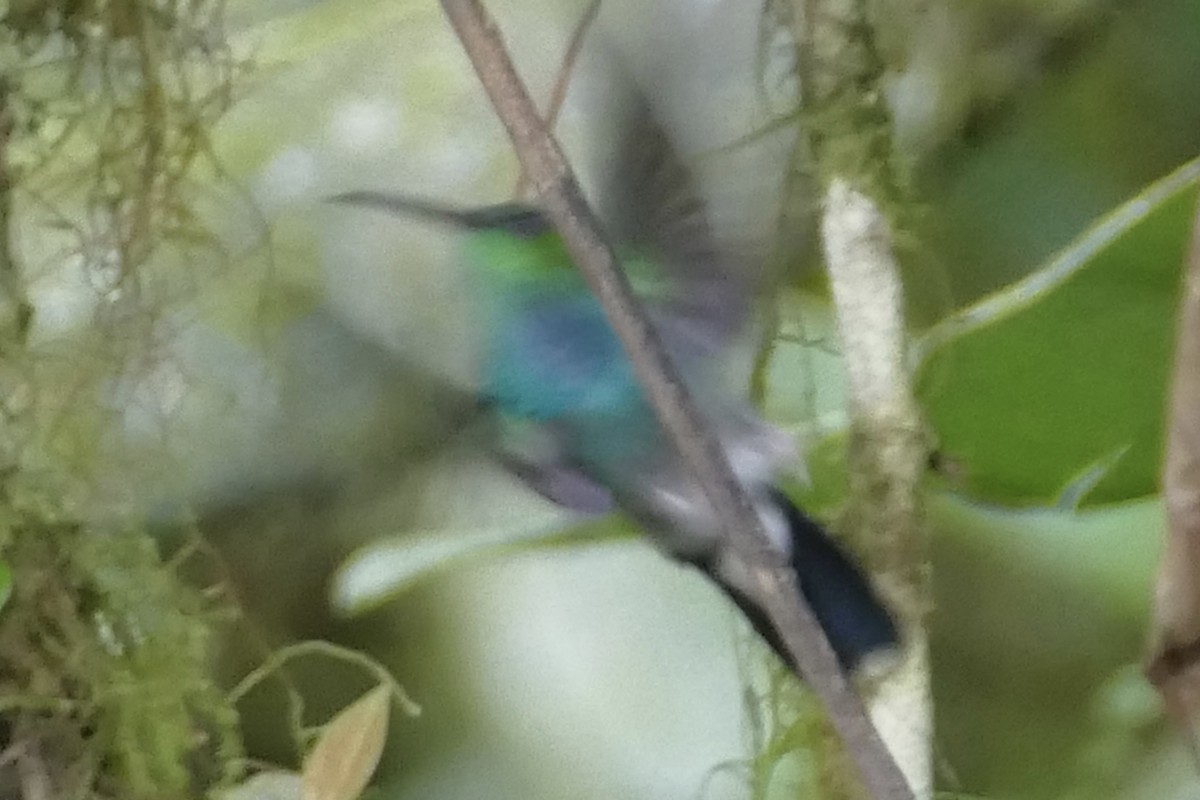 kolibřík bělořitý (ssp. intermedia) - ML137027491