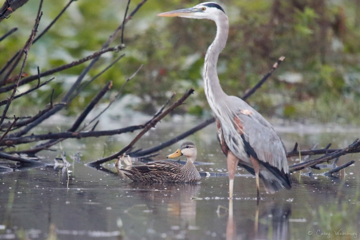 Mottled Duck (Florida) - Casey Weissburg