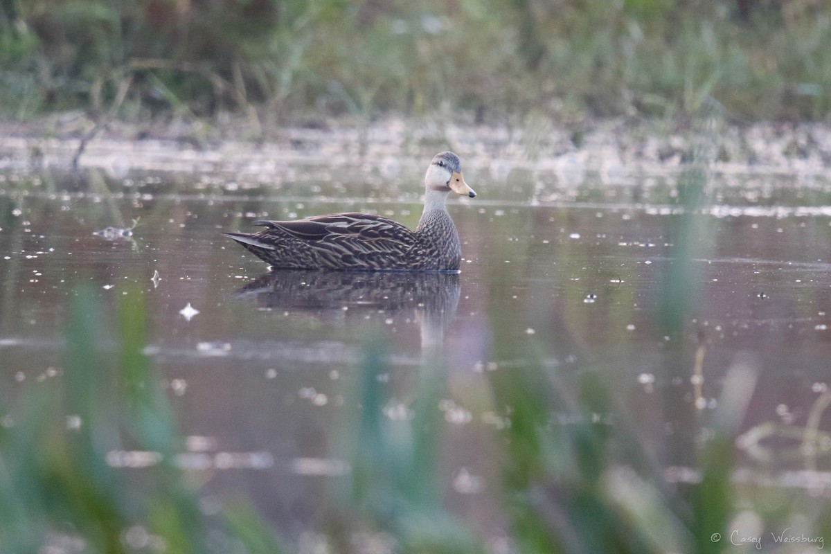 Mottled Duck (Florida) - ML137027741