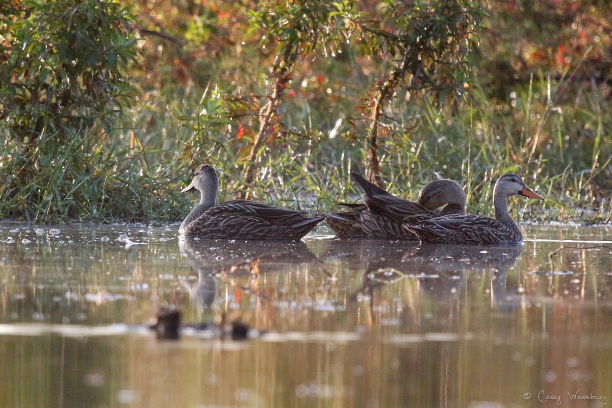 Mottled Duck (Florida) - ML137027751