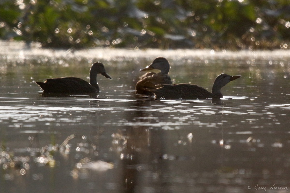 Mottled Duck (Florida) - ML137027761