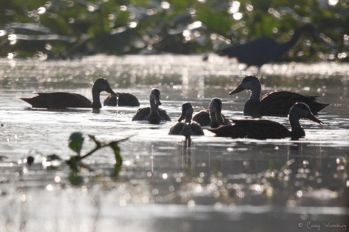 Mottled Duck (Florida) - ML137027781