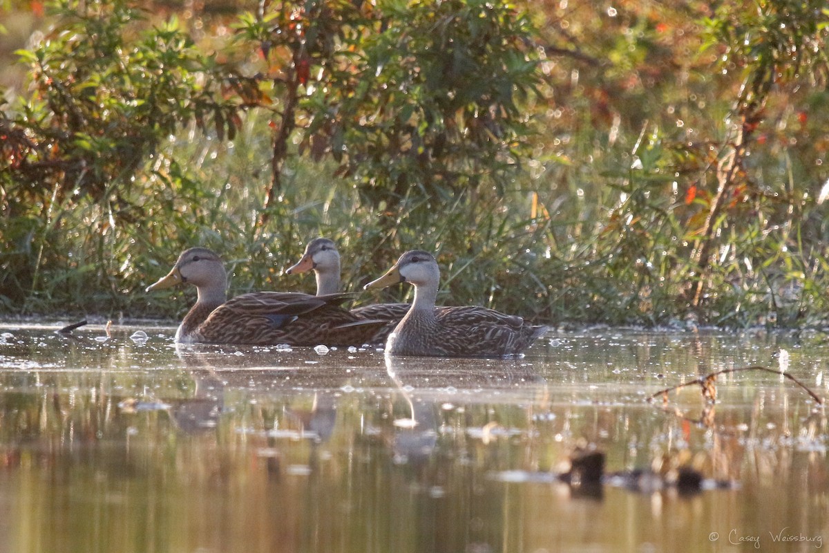 Mottled Duck (Florida) - ML137027791